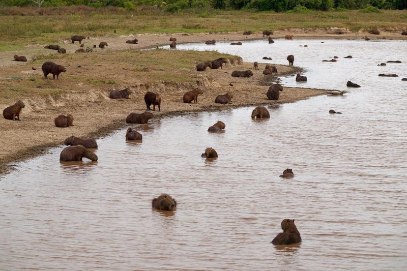 A group of capybaras enjoying some water