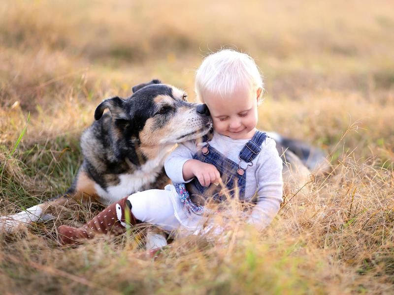 A happy dog kissing a toddler in a grassy field