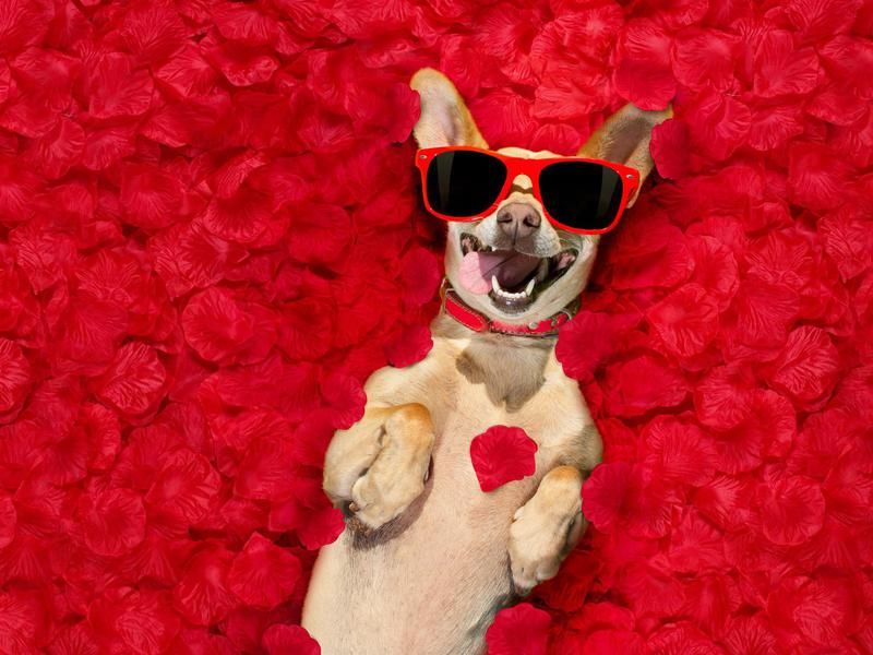A happy dog laying in rose petals