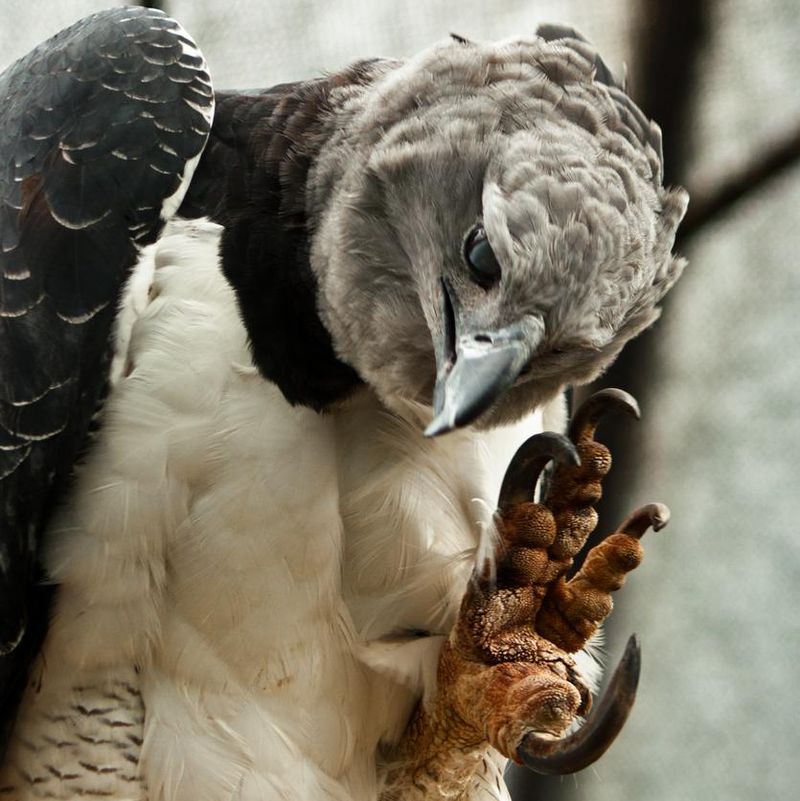 A harpy eagle showing its claws