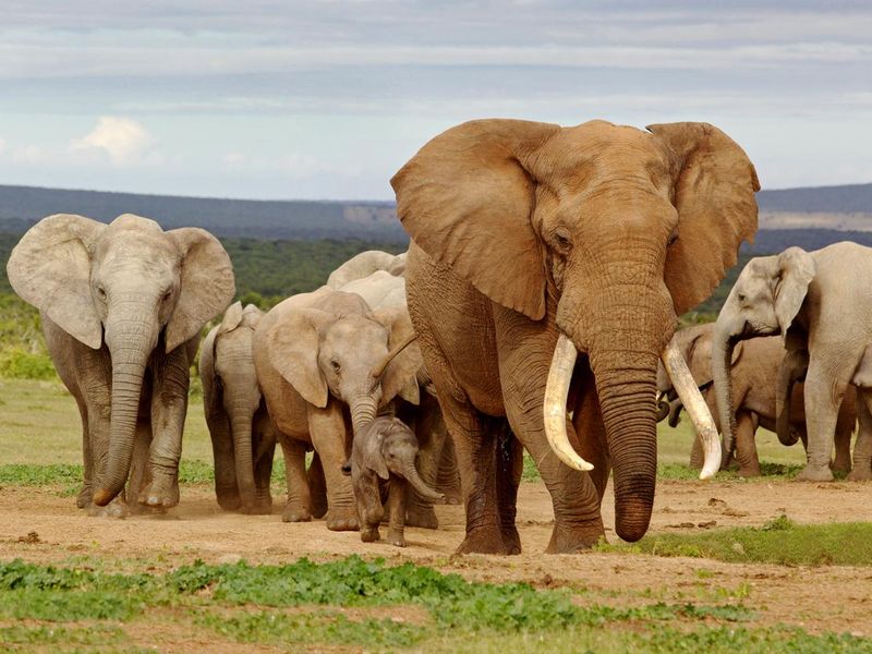 A herd of wild elephants in a field