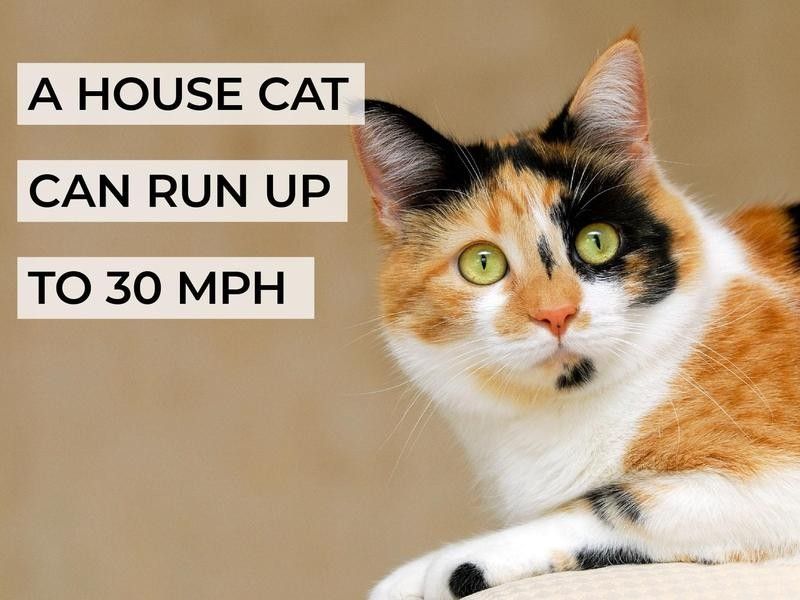 A House Cat Can Run Up to 30 MPH