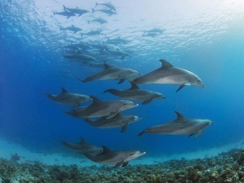 A large group of dolphins in the Red Sea