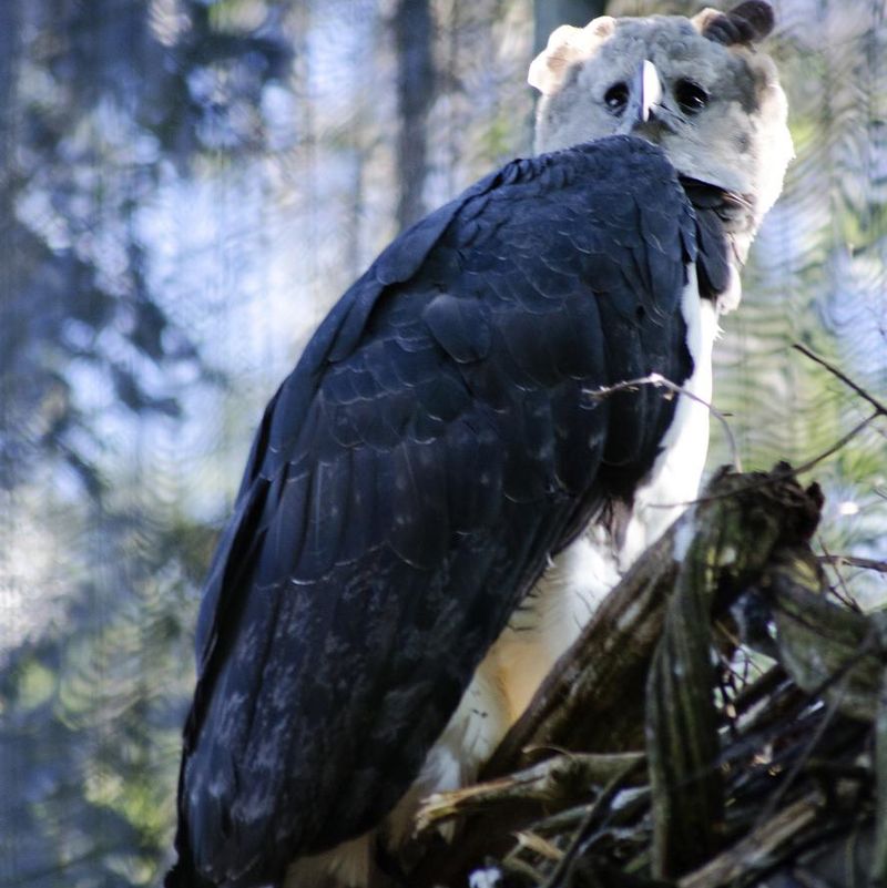 A large harpy eagle