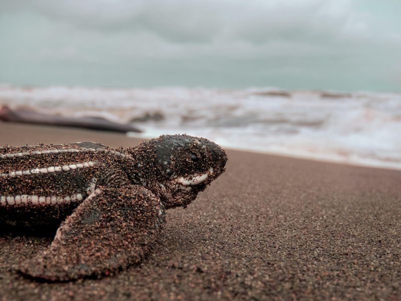 A leatherback hatchling making its way to the sea