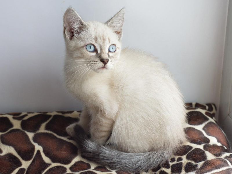A light kitten with blue eyes