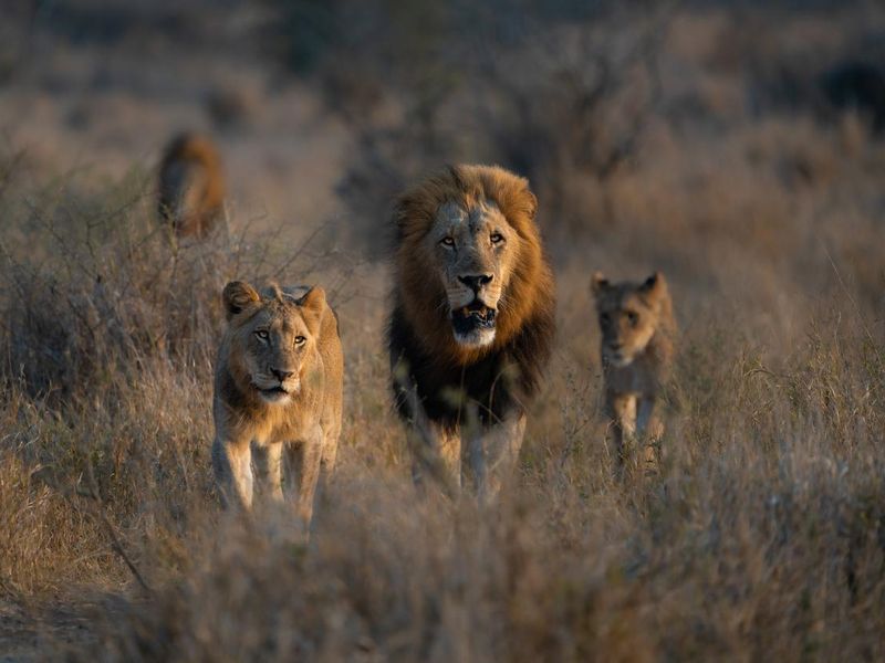A lion pride walking through the dry savanna