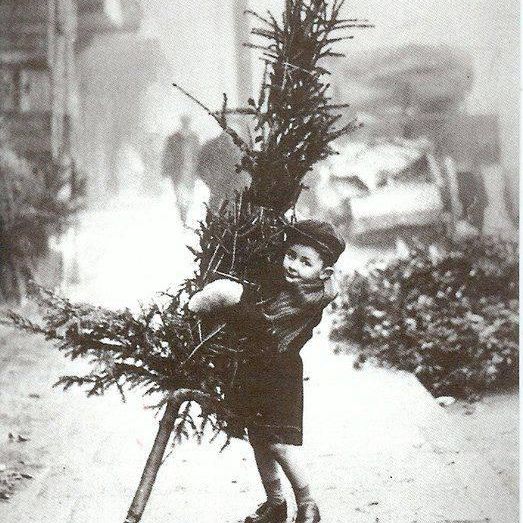 A little boy with a tree