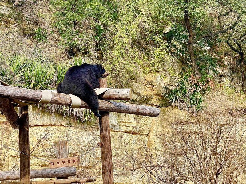 A lone bear at San Antonio Zoo