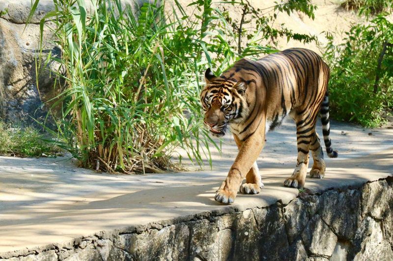 A lone tiger at San Antonio Zoo