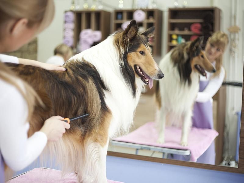 A long-haired dog getting groomed