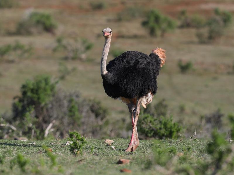 A male ostrich standing in a open field
