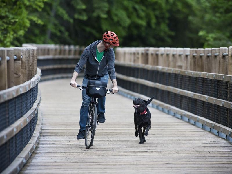 A man rides his bike in the forest with his dog on a wooden pedestrian bridge