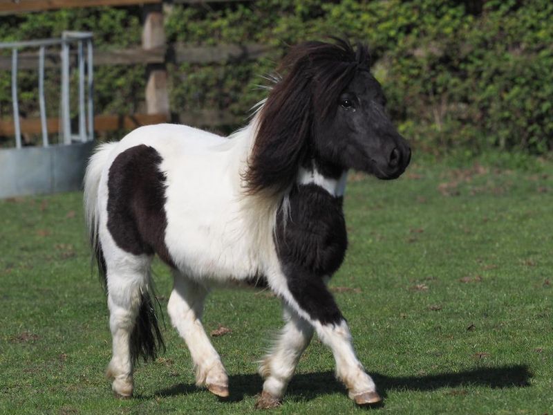 A miniature Shetland pony plays at liberty in a paddock.