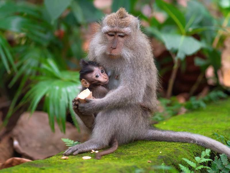 A monkey feeds her baby