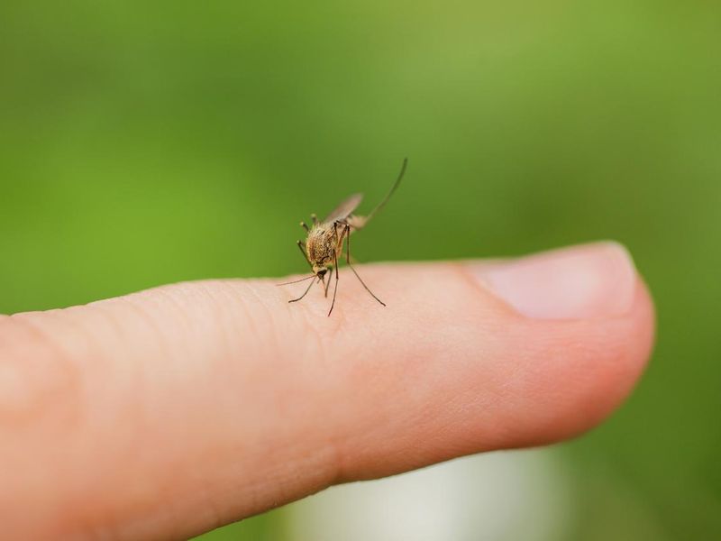 A mosquito drinks blood on a finger