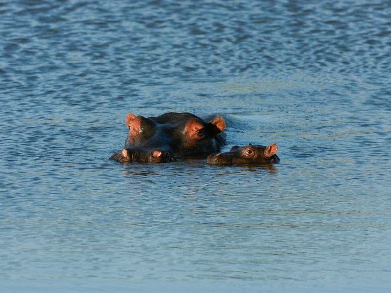 A mother and baby hippopotamus in a river