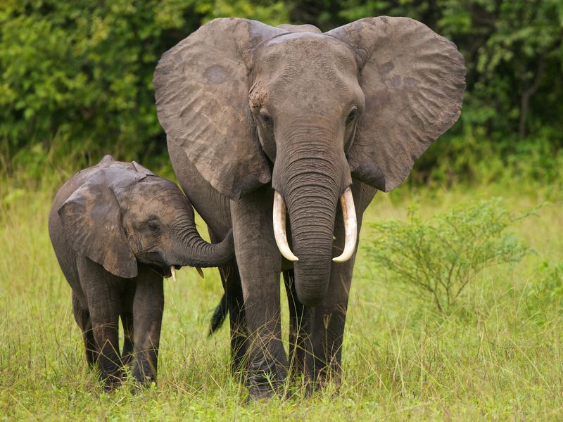 A mother elephant walking with her calf in the grass