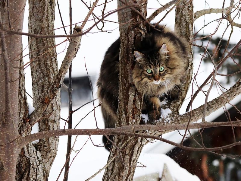 A Norwegian Forest Cat has skillfully climbed a tree in winter