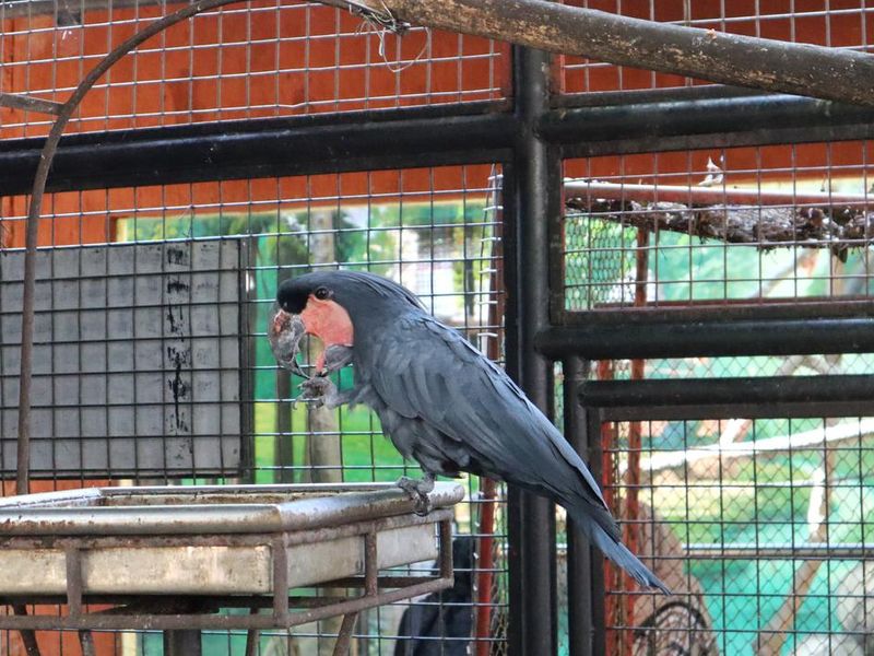 A palm cockatoo in a cage