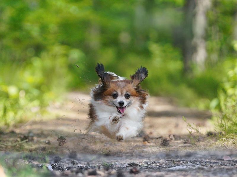 A Papillon dog running in a forest