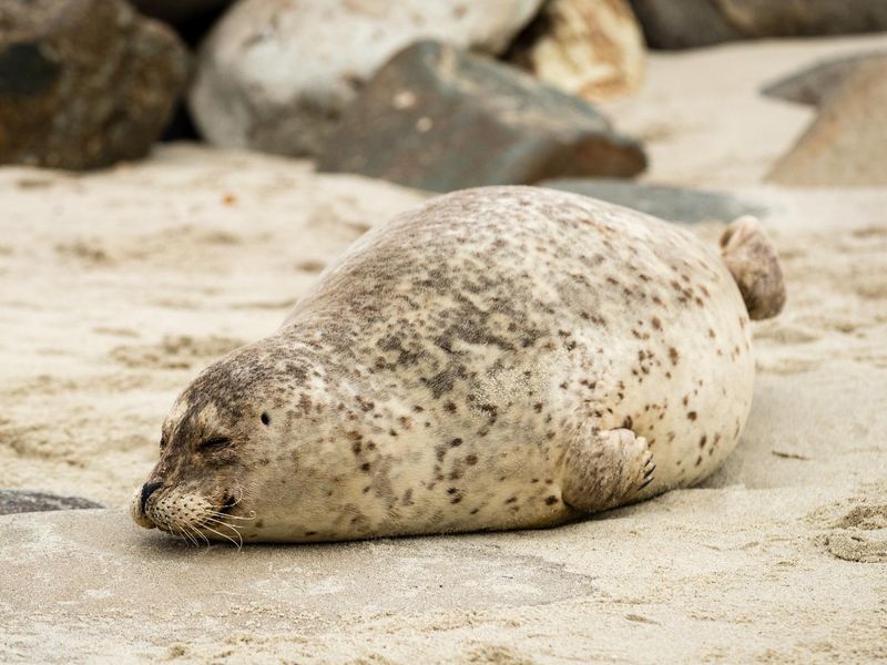 A pregnant sea seal waiting for giving birth at the La Jolla cove