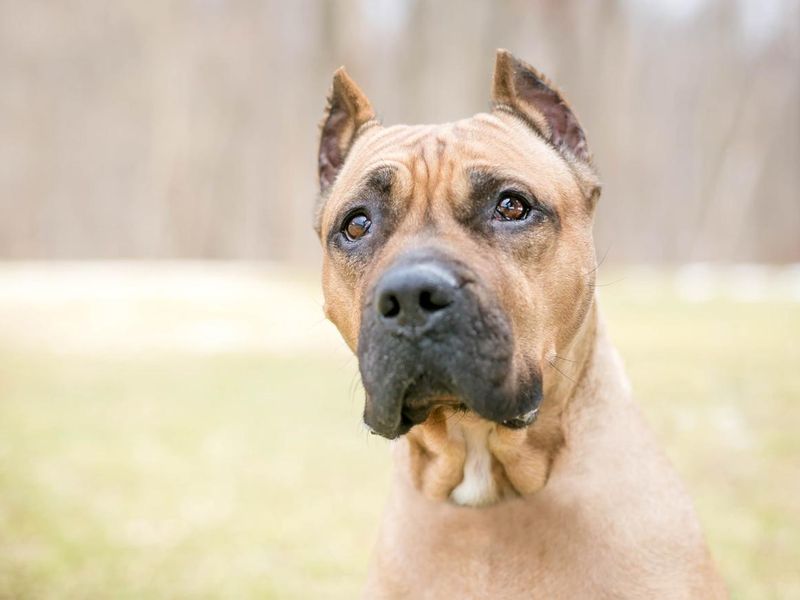 A Presa Canario dog with cropped ears