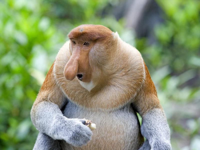 A Proboscis monkey in a lush, exotic forest