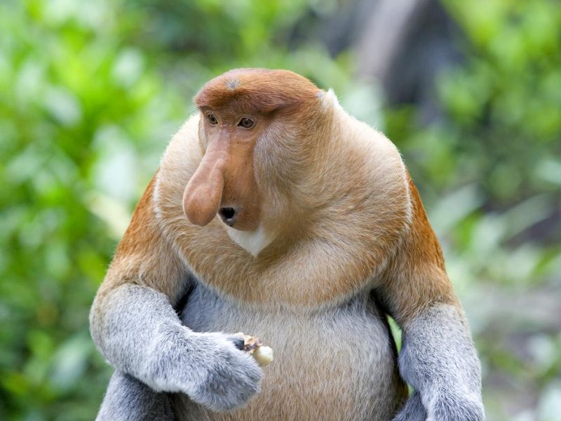 A Proboscis monkey in a lush, exotic forest