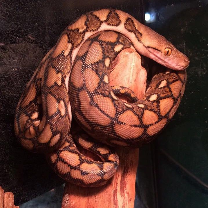 A python for sale