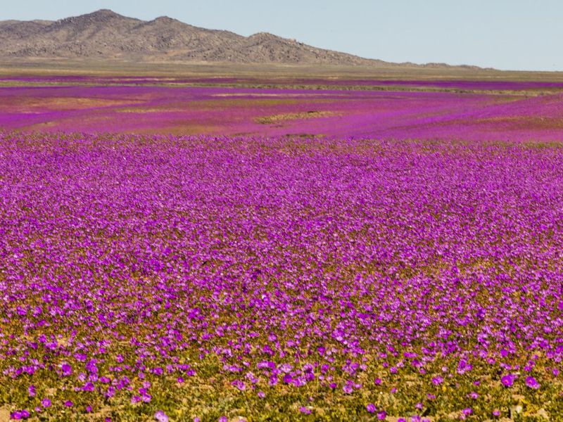 A rare phenomenon, flowers fields inside Atacama Desert