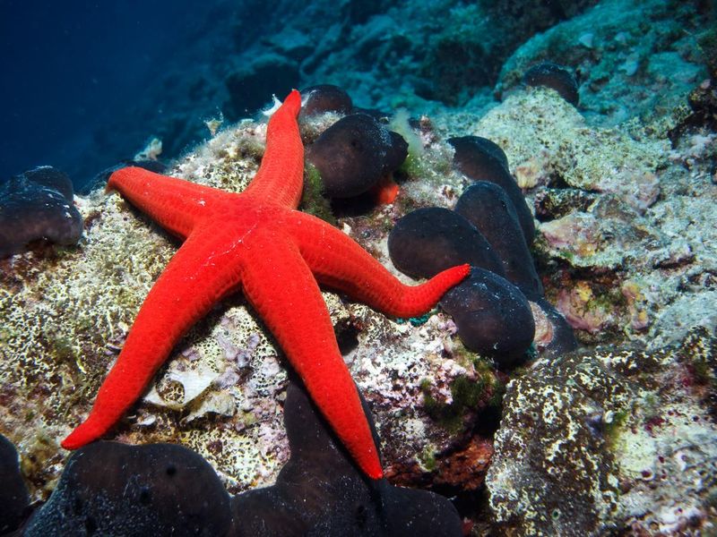 A red sea star on the ocean floor