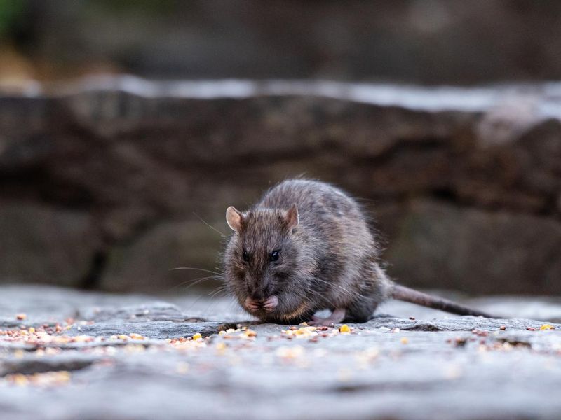 A rodent is seen eating seeds