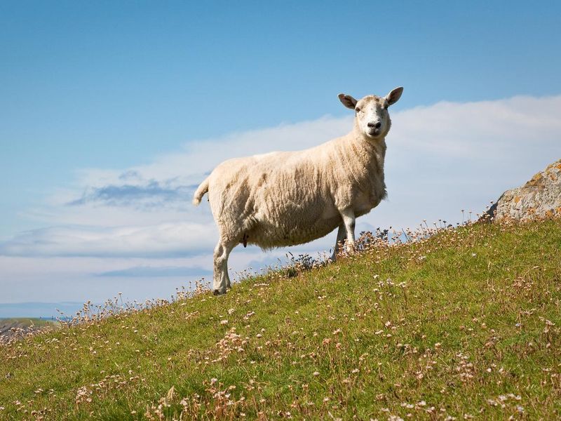 A sheep at Sumburgh Head in the Shetland Isles, Scotland, UK