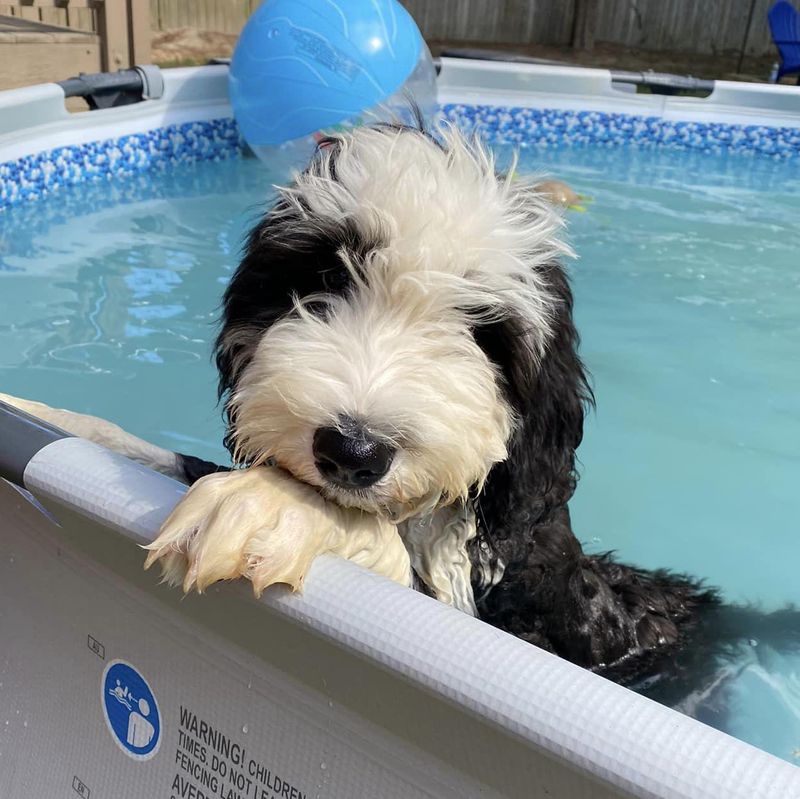 A sheepadoodle in the pool