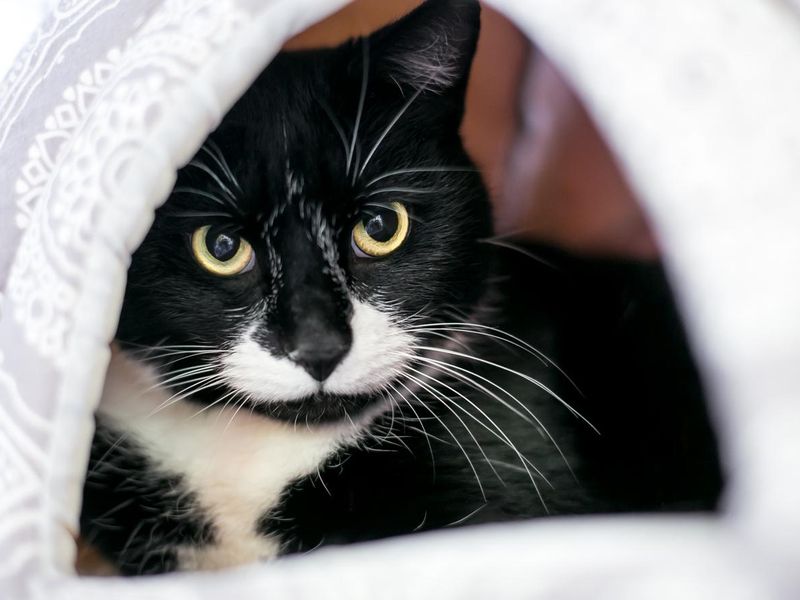 A shy black and white Tuxedo cat