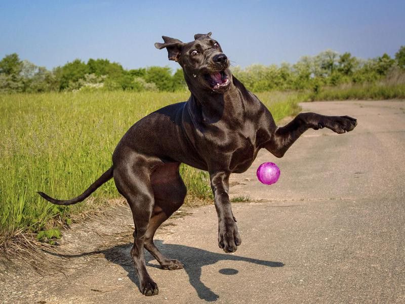 A silly blue great Dane puppy plays with her pink ball