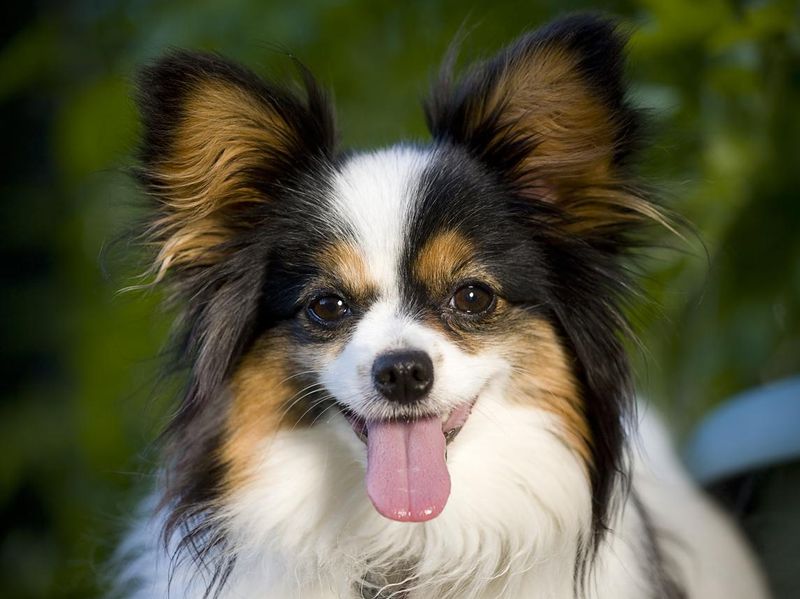 A small Papillon breed dog is often well-behaved