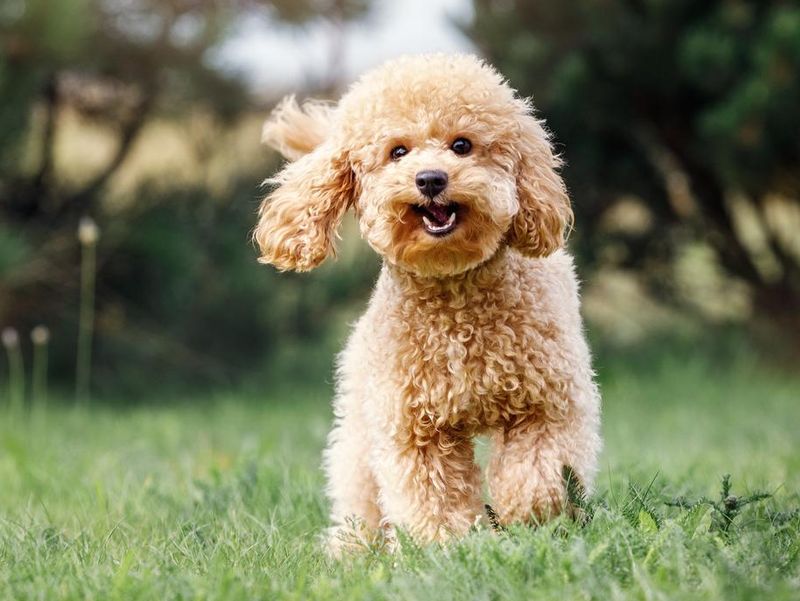A smiling little poodle puppy in a grass field