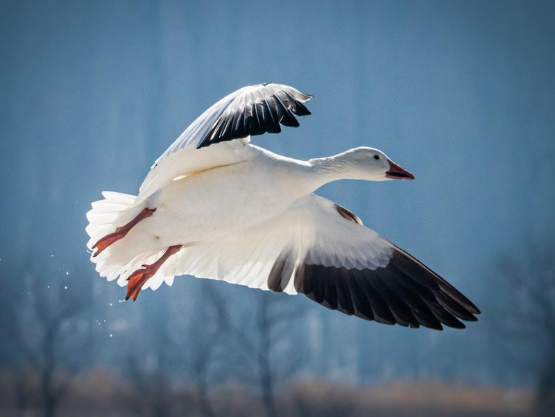 A snow goose comes in for a landing at Middle Creek Wildlife Refuge
