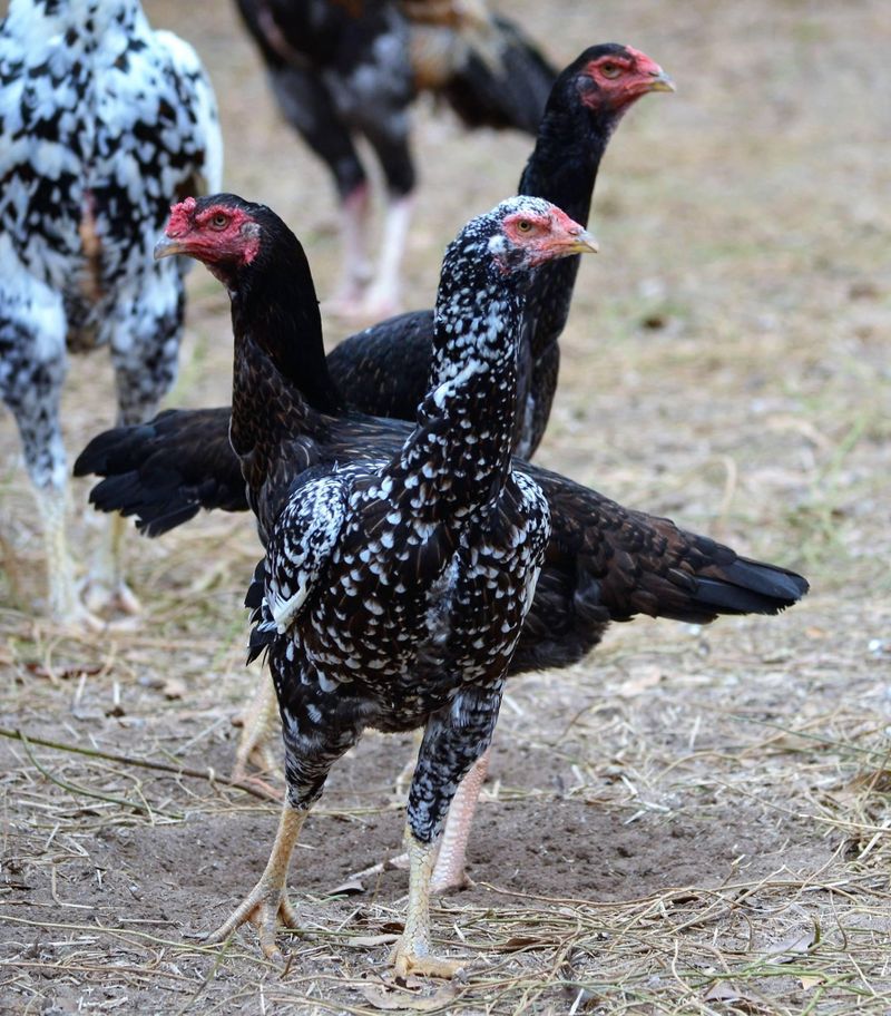 A trio of Shamo chickens