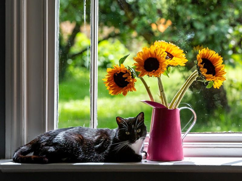 A tuxedo cat laying next to a vase of sunflowers on a windowsill