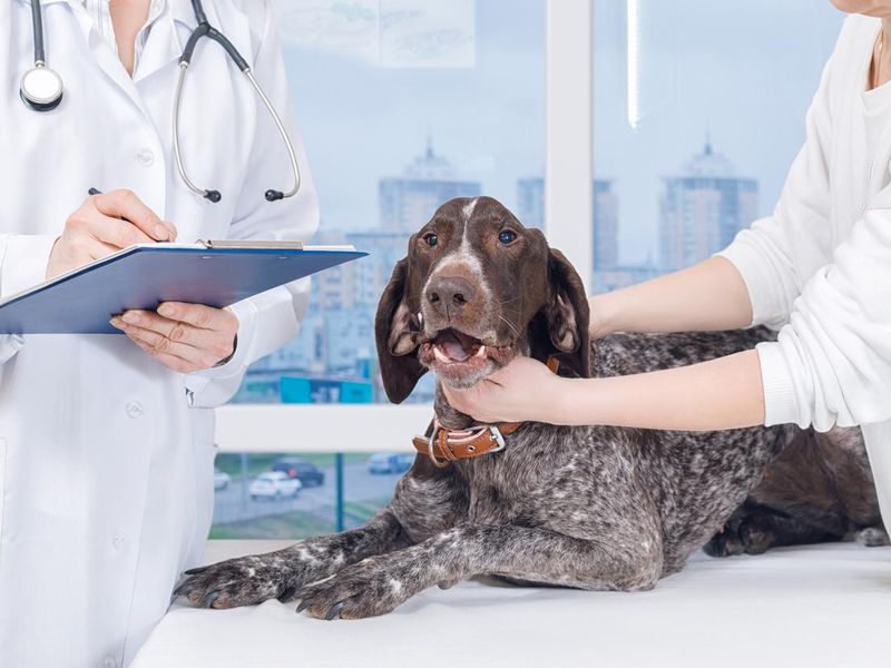 A vet writing a prescription for a dog's treatment