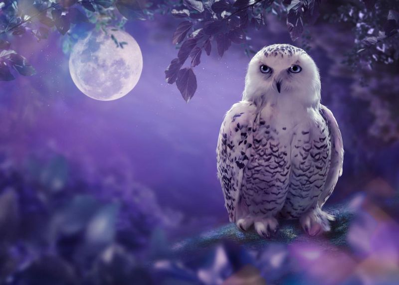 A white owl at night