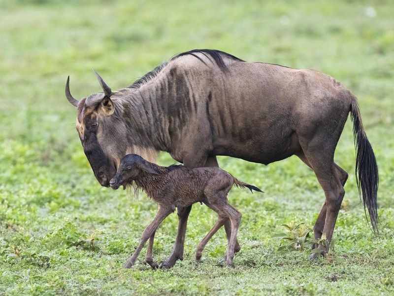A wildebeest calf with its mother