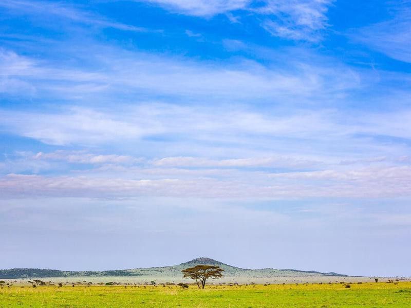 Acacia Trees at Serengeti
