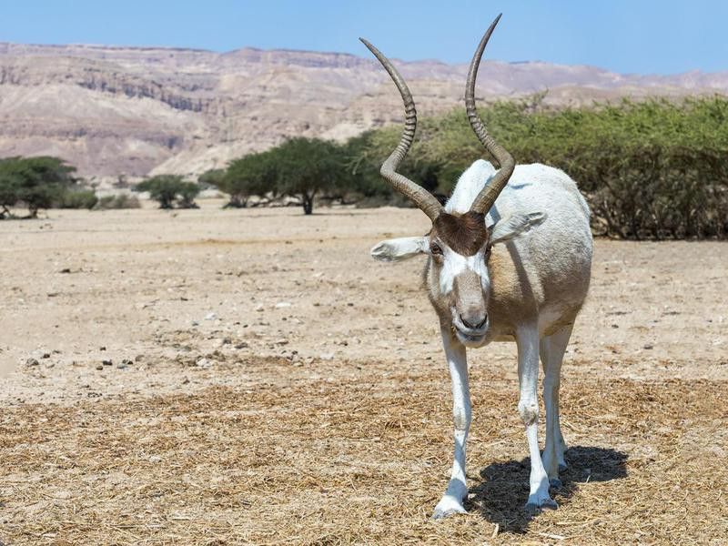 Addax Antelopes have the superpower to change their color