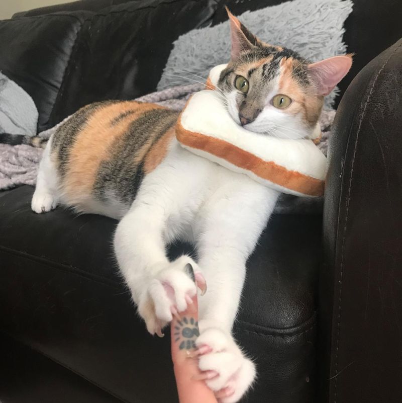 ADNIKIA Soft Bread Slice Collar for Cats