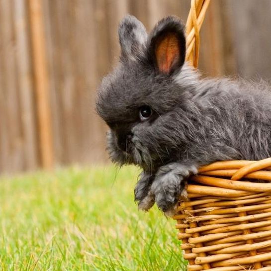 19 Reasons Angora Rabbits Make Terrible Pets