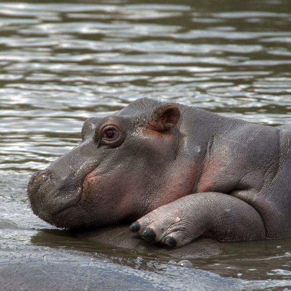 Adorable Baby Hippo Facts That Will Melt Your Heart